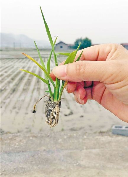 新型秧苗机插技术可促水稻增产8左右