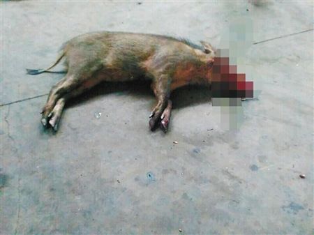 被打死的野猪市民供图   商报记者 韩政   重庆商报讯 17日下午,巴南