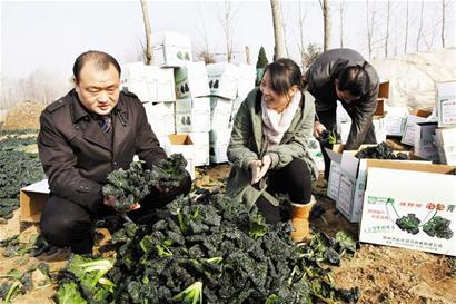 图文:随州"泡泡青"端上国宴餐桌