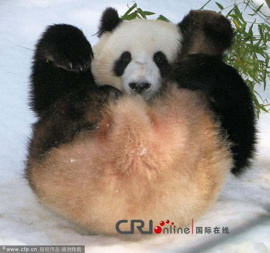 加州动物园人工降雪 大熊猫享受家乡雪天乐趣