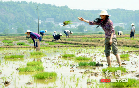 湖南省农业厅厅长下田为农民插秧(组图)_新闻中心_新浪网