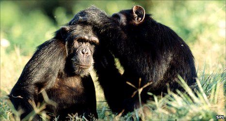 科学家研究发现黑猩猩用66种不同动作交流(图)