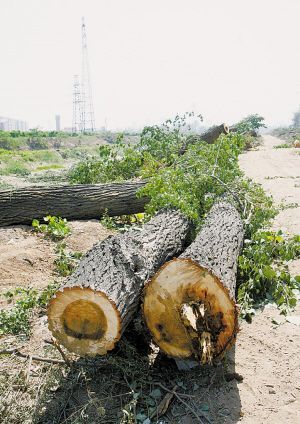 石家庄:石津灌渠堤上百余棵大树被砍(图)