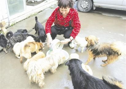 图文:收养流浪狗15只 满屋都是狗狗画