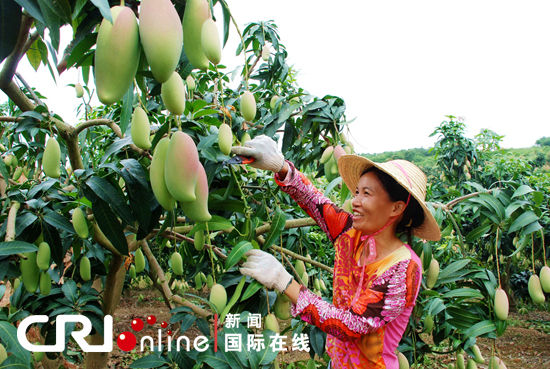 广西百色 芒果飘香(组图)