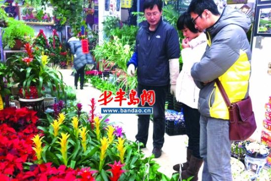 青岛绿色花卉销售火爆 鲜花价格涨幅未定(图)