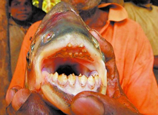 神秘怪鱼长着人形牙齿 胃口大变吃人睾丸(图)