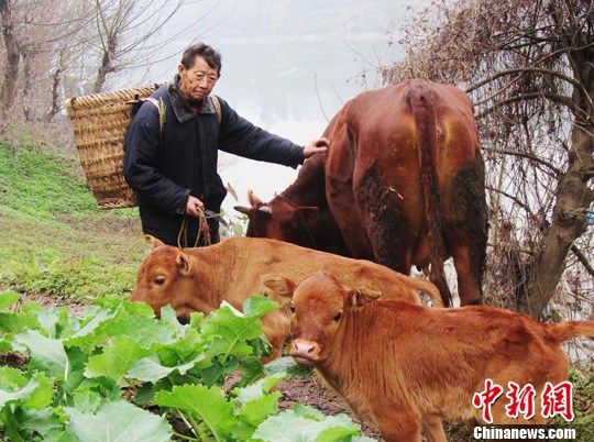 �Ĵ�����һĸţ����3������˫��̥��(��ͼ)