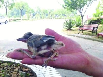 ˭�ܰ����˵�С��ص�ͷ���ϵļң�ͼ��