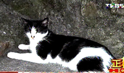 ̨�壺è��3ֻè���������ο�������è��(ͼ)