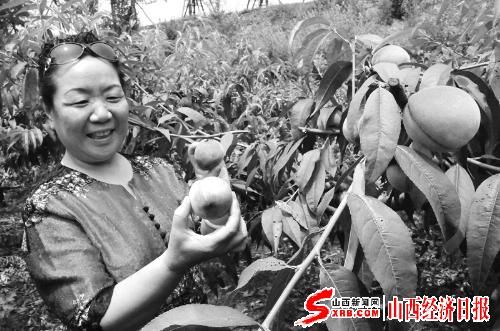 丰收年景_丰收年 农民 收入