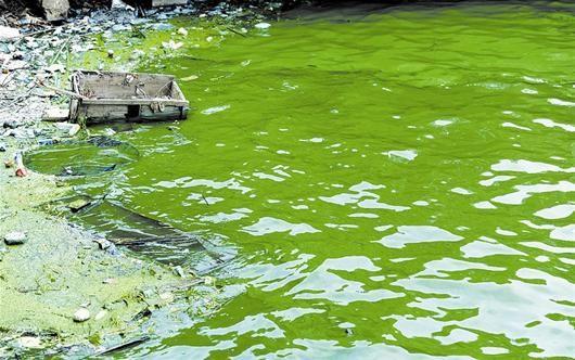 图文:官桥湖蓝藻水华爆发为哪般