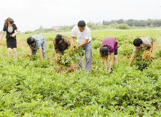 图文:体验拔花生_新浪新闻