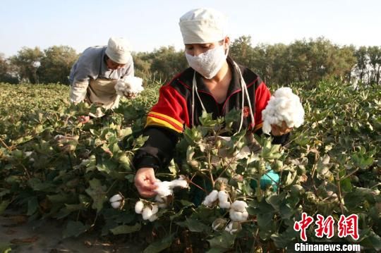 新疆棉花由南向北陆续成熟 棉农开始采摘(图)