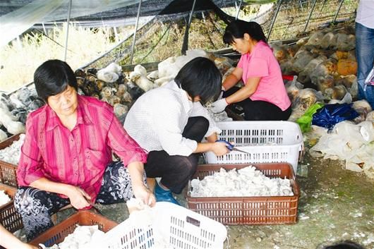 图文:移民新村建成武汉最大姬菇基地