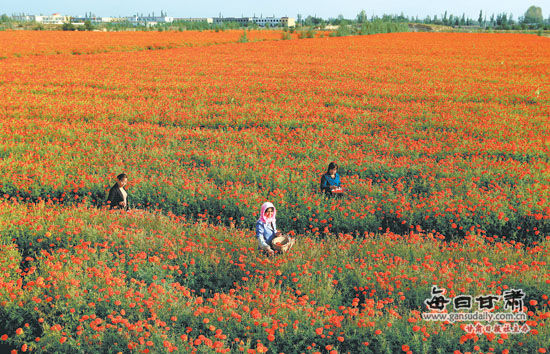 武威市凉州区:万寿菊花开正艳 呈现一派丰收景