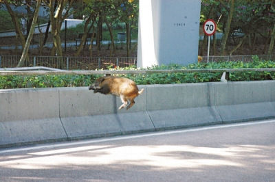 野猪大闹香港街头七小时 与警方玩"捉迷藏"(图)