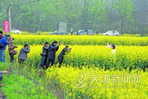 赏花何须去婺源芜湖响水涧里好春光