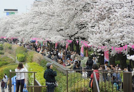 日本各地创下樱花早开纪录 赏花活动提前(图)