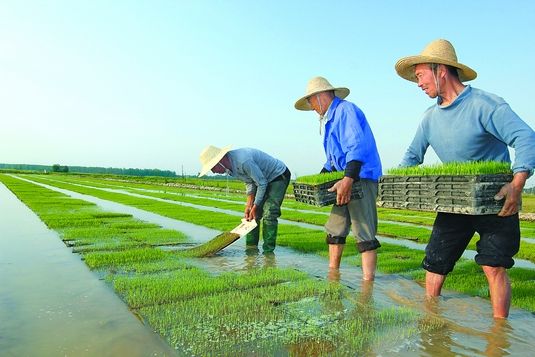 农民育秧工厂化(图)