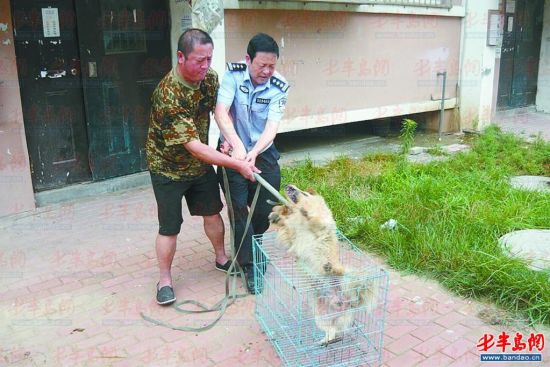 老马和台先生合力将流浪狗装进笼子里.