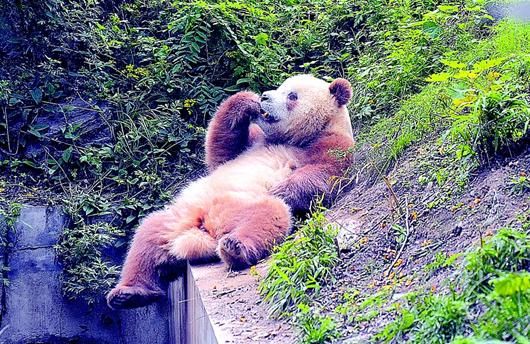 湖北日报讯 所有熊猫都是黑白色的吗?答案是NO。在陕西野生动物研究中心,熊猫七仔的皮肤是棕褐色的。专家称相对其它仅皮毛拥有棕色斑点的熊猫而言,七仔拥有完全棕褐色皮肤是格外罕见的。网友说:终于告别黑白照了。(中新网 CFP供图) (原标题:图文:熊猫:终于摆脱黑白照了!)
