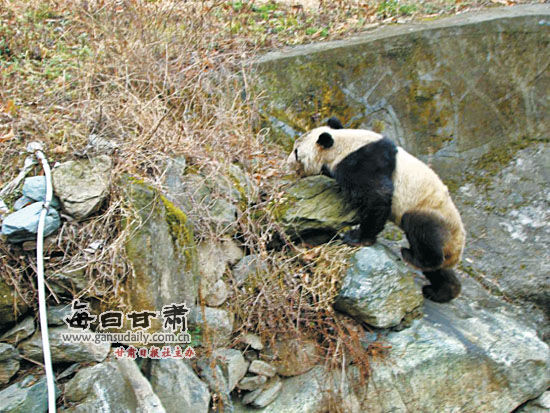 野生大熊猫悠闲逛村寨咬伤文县一村民组图