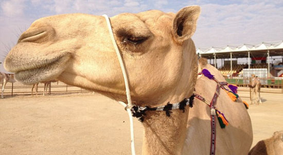 阿联酋举行骆驼选美大赛 描眉隆唇被赞性感(组图)