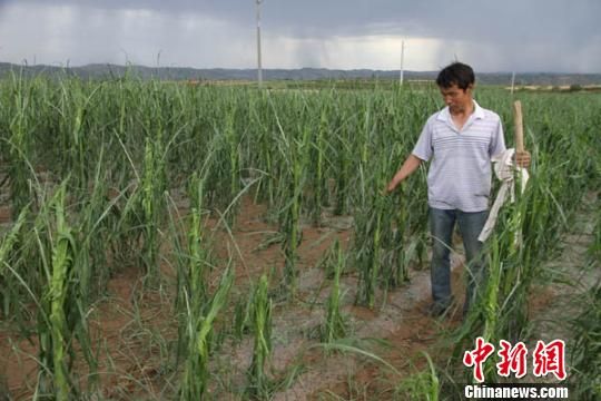 甘肃环县遭两次冰雹袭击 最大的冰雹如核桃(图