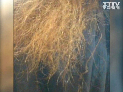 <em>离子</em>烫变玉米须 女子十几年长发全毁(图)_新