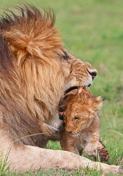 小狮子张牙舞爪向爸爸示威 惹雄狮怒吼(组图)_新浪新闻