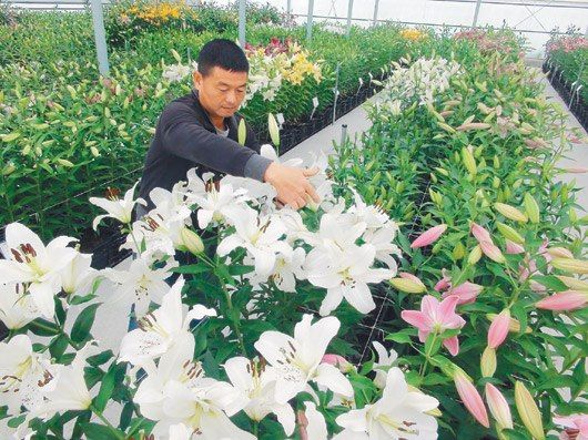 台中花农自办百合花节 165品种争奇斗艳(图)