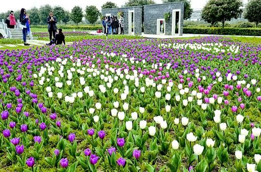 图文:江城赏花经济走在春光里