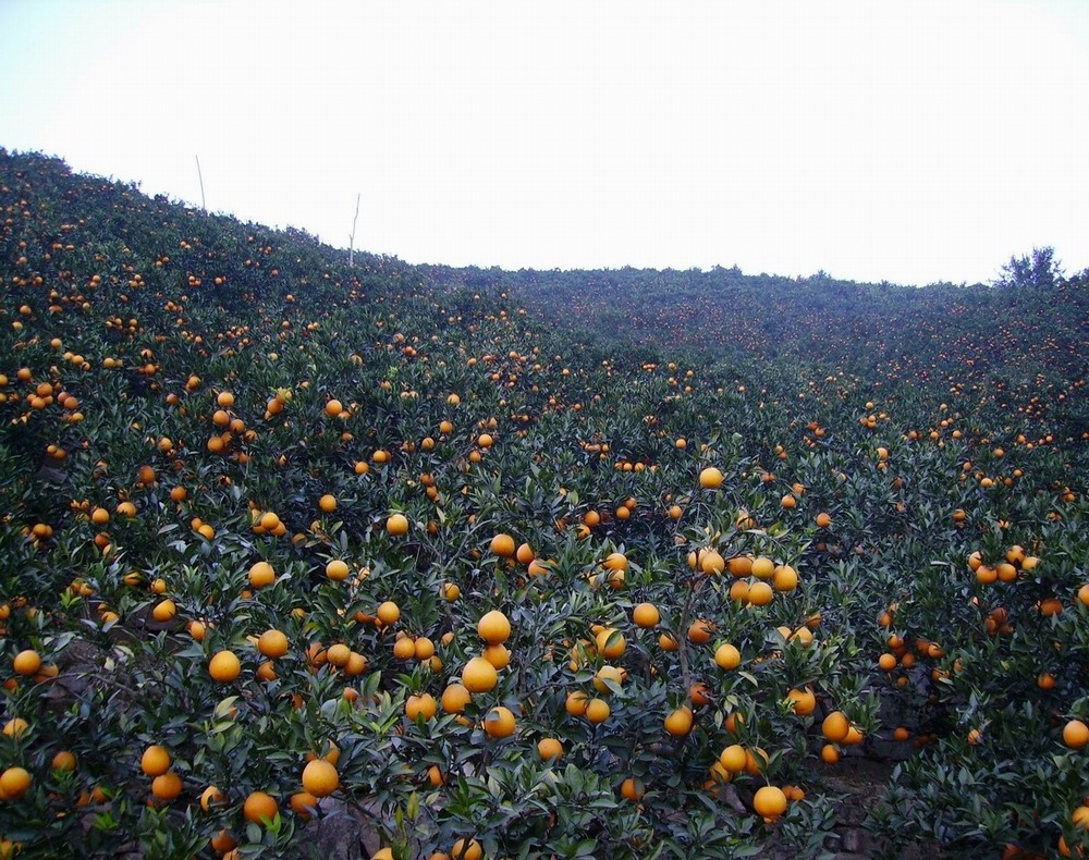 秭归脐橙喜获丰收 销售总产值3.2亿元[图文]