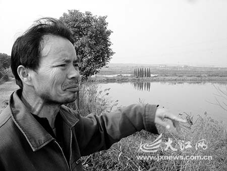 鄱阳湖大旱致30万候鸟大量偷食养殖鱼苗(图)