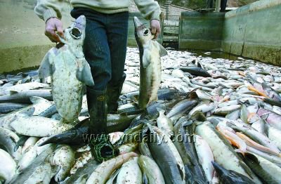 村民制造磷肥毒死20吨鱼