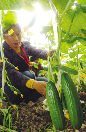 探秘溱湖湿地农业生态园