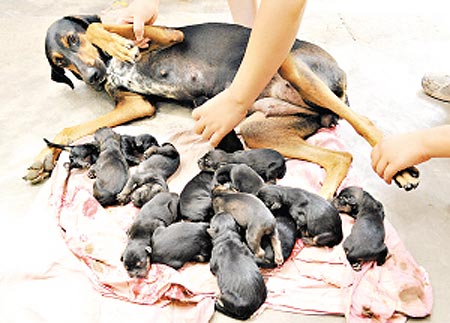 巴西狼犬18小时内产下15只小狗(图)