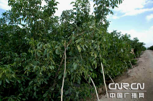 环塔里木看林果 之科技施农促温宿果农增收
