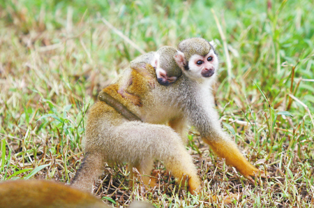 宁波雅戈尔动物园猴宝宝扎堆出生