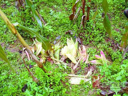 轻车熟路偷食 黑熊突袭连啃60余亩包谷