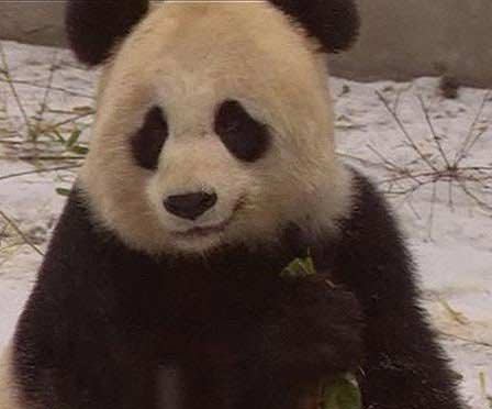 借展大熊猫疑遭虐待续:如属实将接回四川