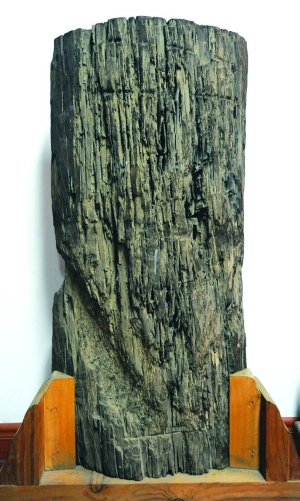 葛洲坝选址,这块古木是功臣