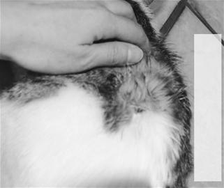 男子网上称杀戮能治抑郁症每年杀猫10只(图)