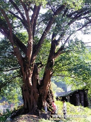 传教士绘油田分布图百年后当地发现特大气田