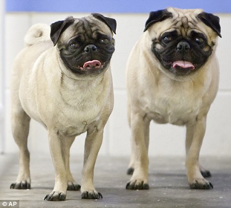 主人自杀后宠物狗靠吃其尸体度日(图)