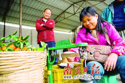 佛冈沙糖桔市场助农售桔过亿斤