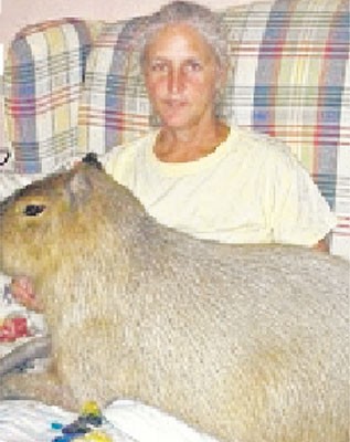宠物鼠大如狗体重45公斤(图)