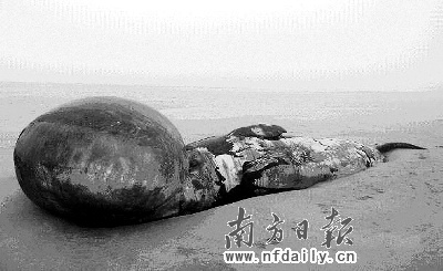 海滩现死鲸身体已腐烂