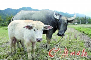 农家黑色母牛产下白牛犊成山村明星(图)